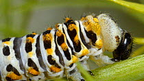 Close-up of a Swallowtail (Papilio machaon) caterpillar moulting. Controlled conditions.