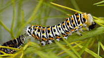 Swallowtail (Papilio machaon) caterpillar moulting. Controlled conditions.