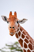 Reticulated Giraffe (Giraffa camelopardalis reticulata) portrait. Laikipia, Kenya.