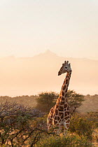 Reticulated Giraffe (Giraffa camelopardalis reticulata) standing in shrubland. Laikipia, Kenya. February.