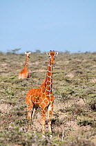 Reticulated Giraffe (Giraffa camelopardalis reticulata) pair stand in shrubland. Laikipia, Kenya. February.