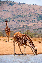 Reticulated Giraffe (Giraffa camelopardalis reticulata) drinking at waterhole. Laikipia, Kenya. March.