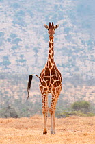 Reticulated Giraffe (Giraffa camelopardalis reticulata) standing in shrubland. Laikipia, Kenya. March.