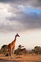 Reticulated Giraffe (Giraffa camelopardalis reticulata) stands on plains. Laikipia, Kenya. February.