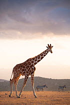 Reticulated Giraffe (Giraffa camelopardalis reticulata) walking with distant zebras. Laikipia, Kenya. February.