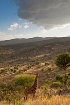 Reticulated Giraffe (Giraffa camelopardalis reticulata) on hillside with overcast sky. Laikipia, Kenya. February.