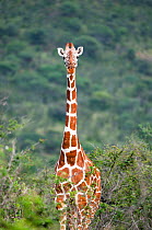 Portrait of Reticulated Giraffe (Giraffa camelopardalis reticulata) in shrubland. Laikipia, Kenya. February.