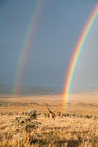 Reticulated Giraffe (Giraffa camelopardalis reticulata) in distance on savanna with double  rainbow at onset of rainy season. Laikipia, Kenya. February.