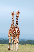Reticulated Giraffe (Giraffa camelopardalis reticulata) pair stand together. Laikipia, Kenya. September.
