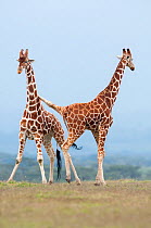 Reticulated Giraffes (Giraffa camelopardalis reticulata) pair stand together. Laikipia, Kenya.