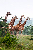 Reticulated Giraffe (Giraffa camelopardalis reticulata) herd stand together. Laikipia, Kenya. September.