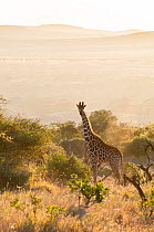 Reticulated Giraffe (Giraffa camelopardalis reticulata) in arid scrubland habitat at sunrise. Laikipia, Kenya. February.