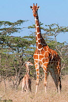 Reticulated Giraffe (Giraffa camelopardalis reticulata) young standing with mother, Laikipia, Kenya. September.