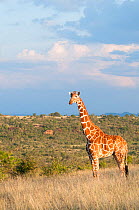 Reticulated Giraffe (Giraffa camelopardalis reticulata) standing in grassland. Laikipia, Kenya. September.