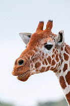Portrait of Reticulated Giraffe (Giraffa camelopardalis reticulata). Laikipia, Kenya.