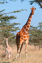 Reticulated Giraffe (Giraffa camelopardalis reticulata) young standing with mother. Laikipia, Kenya. September.