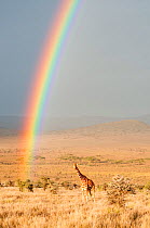 Reticulated Giraffe (Giraffa camelopardalis reticulata) on plains with sunrise rainbow at onset to rainy season. Laikipia, Kenya. February.