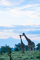 Reticulated Giraffe (Giraffa camelopardalis reticulata) stand together in shrubland. Laikipia, Kenya. September.