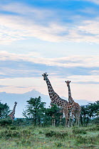 Reticulated Giraffes (Giraffa camelopardalis reticulata) stand together in shrubland. Laikipia, Kenya. September.