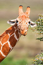 Portrait of Reticulated Giraffe (Giraffa camelopardalis reticulata) chewing. Laikipia, Kenya.
