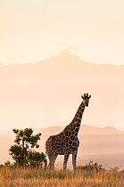 Reticulated Giraffe (Giraffa camelopardalis reticulata) in grassland. Laikipia, Kenya. October.