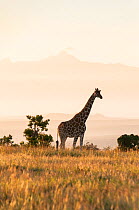 Reticulated Giraffe (Giraffa camelopardalis reticulata) standing in grassland. Laikipia, Kenya. October.