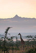 NOT FOR WEB Reticulated Giraffe (Giraffa camelopardalis reticulata), in shrubland. Laikipia, Kenya. October.