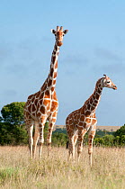 Reticulated Giraffe (Giraffa camelopardalis reticulata) young standing with mother, Laikipia, Kenya. October.