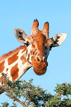 Reticulated Giraffe (Giraffa camelopardalis reticulata) eating from branches. Laikipia, Kenya.