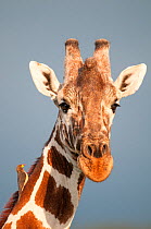 Reticulated Giraffe (Giraffa camelopardalis reticulata) with bird. Laikipia, Kenya.