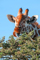 Reticulated Giraffe (Giraffa camelopardalis reticulata), eating from treetop. Laikipia, Kenya.