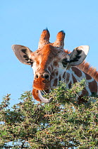 Reticulated Giraffe (Giraffa camelopardalis reticulata) eating from treetop. Laikipia, Kenya.