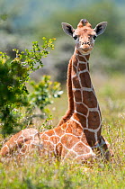 Young Reticulated Giraffe (Giraffa camelopardalis reticulata), sitting in sunlight. Laikipia, Kenya. September.