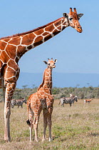 Reticulated Giraffe (Giraffa camelopardalis reticulata) young standing with mother. Laikipia, Kenya. September.