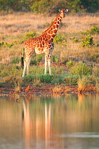 Reticulated Giraffe (Giraffa camelopardalis reticulata), standing in shrubland beside water. Laikipia, Kenya.