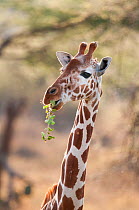 Reticulated Giraffe (Giraffa camelopardalis reticulata), chewing. Laikipia, Kenya.