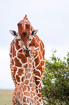 Reticulated Giraffe (Giraffa camelopardalis reticulata), young standing with mother, Laikipia, Kenya
