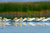 Flock of American white pelicans (Pelecanus erythrorhynchos) foraging in a wetland during fall migration. Malheur County, Oregon, USA. September.
