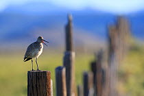 Adult Willet (Tringa semipalmata) giving alarm calls from a fence post. Sublette County, Wyoming, USA. June.