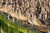 Flock of Marbled Godwits (Limosa fedoa) in basic (winter) plumage roosting on a dock. Pacific County, Washinton, USA. August.
