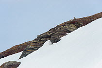 Gyrfalcons (Falco rusticolus) pair, with white-morph male and a dark-morph female. Seward Peninsula, Alaska. May.