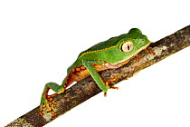 White-lined leaf frog (Phyllomedusa vaillantii) San Jose de Payamino, Ecuador. Meetyourneighbours.net project