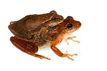 Spring peepers (Pseudacris crucifer) in amplexus, Oxford, Mississippi, USA, March.  Meetyourneighbours.net project