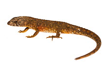 Lizard (Potamites sp) San Jose de Payamino, Ecuador  Meetyourneighbours.net project