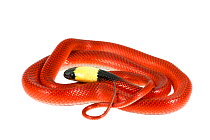 Black-collared snake  (Drepanoides anomalus) San Jose de Payamino, Ecuador. Meetyourneighbours.net project