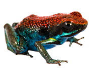 Ecuador poison frog (Amereega bilinguis) San Jose de Payamino, Ecuador.  Meetyourneighbours.net project