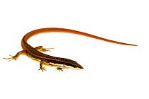 Elegant eyed lizard (Cercosaura argulus) San Jose de Payamino, Ecuador  Meetyourneighbours.net project