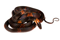 Forest flame snake (Oxyrhopus petolarius) San Jose de Payamino, Ecuador  Meetyourneighbours.net project