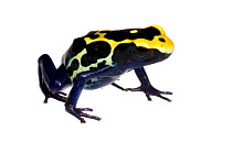 Dyeing Poison Frog (Dendrobates tinctorius) Petit Matoury, French Guiana  Meetyourneighbours.net project