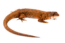 Lizard (Potamites sp) San Jose de Payamino, Ecuador  Meetyourneighbours.net project